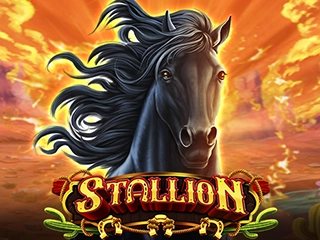 Stallion